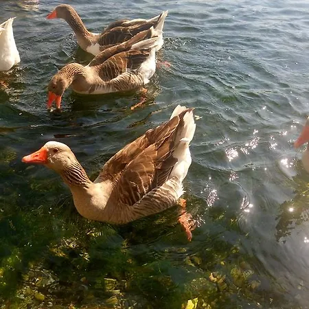 Tatil Apart 아파트호텔 아키아카